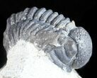 Bargain, Gerastos Trilobite Fossil - Morocco #57634-1